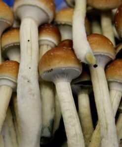 Buy Liberty Cap , MAGIC MUSHROOMS  FOR SALE