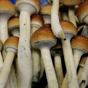 Buy Liberty Cap , MAGIC MUSHROOMS  FOR SALE