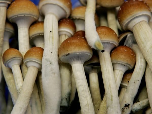 Buy Liberty Cap , MAGIC MUSHROOMS  FOR SALE