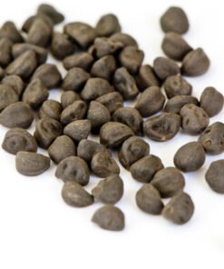 MORNING GLORY SEEDS