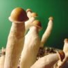 PENIS ENVY MUSHROOMS