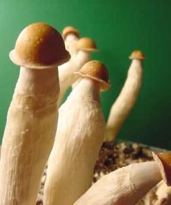 PENIS ENVY MUSHROOMS