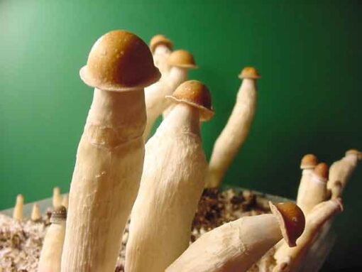 PENIS ENVY MUSHROOMS