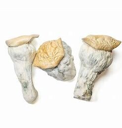Shakti Mushrooms